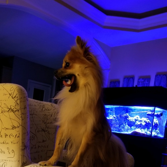 Meet your Posher, Gina - Picture 1 of 1